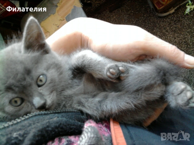 Сини Руски котета , снимка 4 - Руска синя котка - 52732642