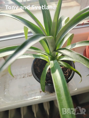 Ананас - красиво екзотично растение 