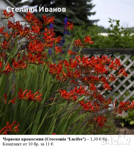 КРОКОСМИЯ (Crocosmia) - РАЗЛИЧНИ СОРТОВЕ (ЛУКОВИЦИ)
