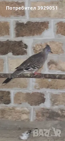 Продавам Австралийски качулати, снимка 5 - други­ - 49866843