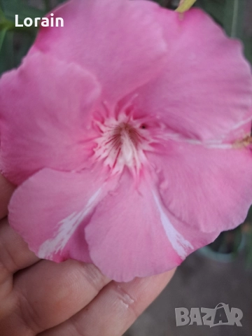 Зокум ,Олеандър(розов)-1.70 см., снимка 3 - Други стоки за дома - 51439320