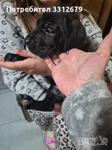 Немски дог - бебета, снимка 6 - Немски дог - 52621505