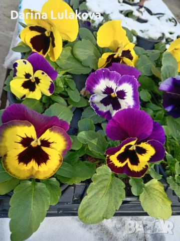 Едри теменужки , снимка 2 - Градински цветя и растения - 53414997