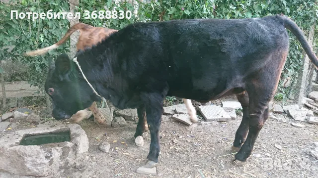 Женско теле за продан, снимка 3 - Крави - 56349710