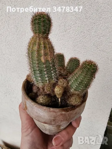 Lobivia, снимка 3 - Стайни растения - 50418372