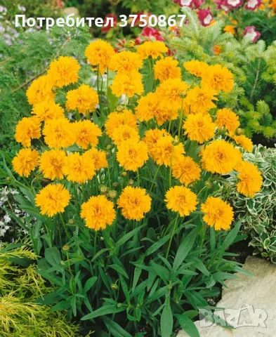 💛🧡💛 Кореопсис /Coreopsis/ 💛🧡💛, снимка 11 - Градински цветя и растения - 48916837
