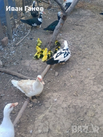 Продавам патици , снимка 5 - други­ - 53399443