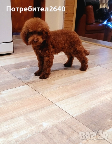 Той пудел red brown ДОСТАВКА!, снимка 5 - Пудели - 52797062