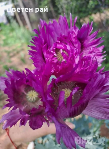 Домашни семена на цветя , снимка 10 - Градински цветя и растения - 51020468