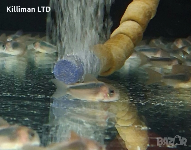 Коридорас рабаути