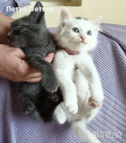 Подарявам 2 котенца - момченца/ Kleine Katzen zu verschenken, снимка 2 - Други - 55722818