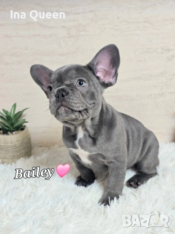 Родословни Френски Булдог Лилак , снимка 5 - Френски булдог - 53242833