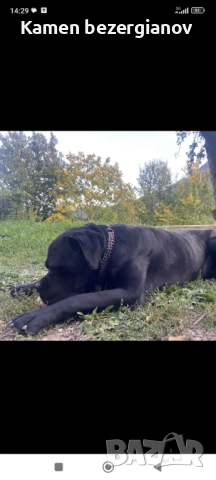 Кане Корсо Смолян , снимка 11 - Кане корсо - 52457720