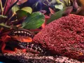 Рибки Julidochromis transcriptus, снимка 3