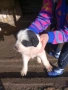 Подарявам малки кученца -каракачанки, снимка 3