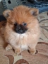 Померански шпиц, снимка 2