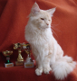 Мейн куун котенца от лицензиран развъдник, снимка 4
