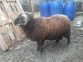 Медночервен шуменски коч овен овца МЧШ, снимка 3