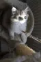 Британски котета, снимка 3