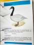 Декоративни птици - Немски стандарт (официален), цветен, над 300 вида описани, критерии за оценка..., снимка 10