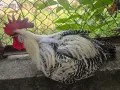 Петли от породата Сребрист бракел, снимка 7