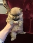 Pomeran mini , снимка 2