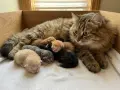 Сибирски котенца, сибирче, хипоалергично, коте, сибирска котка, снимка 18