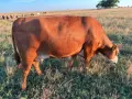 Продавам бременни месодайни кравикръстоски;търся съдружник, снимка 16