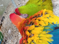 Сезонна разпродажба на папагали АРИ, снимка 1