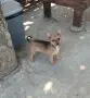 Пинчер.         ., снимка 3