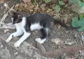 Подарявам котенца!, снимка 4