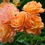 Роза 30, снимка 1 - Градински цветя и растения - 36094411