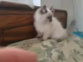 СИБИРКИ РИГДОЛ.., снимка 2