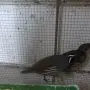 Различни видове екзотични птици , снимка 11