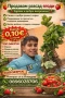 Внимани предлагам расад ягуди и малин, снимка 1