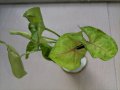 Сингониум/Syngonium Mango Allusion/ a, снимка 2