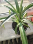Ананас - красиво екзотично растение , снимка 1