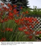 КРОКОСМИЯ (Crocosmia) - РАЗЛИЧНИ СОРТОВЕ (ЛУКОВИЦИ), снимка 1