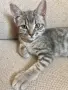 шотландско правоухо коте котка, снимка 1