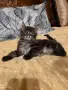 Мейн куун котета, снимка 3