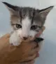 Вземете своето малко котенце подарък, снимка 4