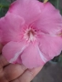Зокум ,Олеандър(розов)-1.70 см., снимка 3