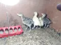 Двуседмични пуйчета, снимка 2