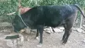 Женско теле за продан, снимка 3