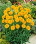 💛🧡💛 Кореопсис /Coreopsis/ 💛🧡💛, снимка 11