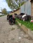 ПРОДАВАМ МЛАДИ ПУЙКИ И ПУЯЦИ, снимка 12