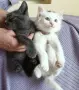 Подарявам 2 котенца - момченца/ Kleine Katzen zu verschenken, снимка 2