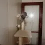 продавам малки котенца късокосмести британски котенца , снимка 2
