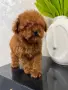 Teacup Пудел момче , снимка 1