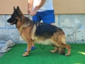 Малки немски овчарки, снимка 2